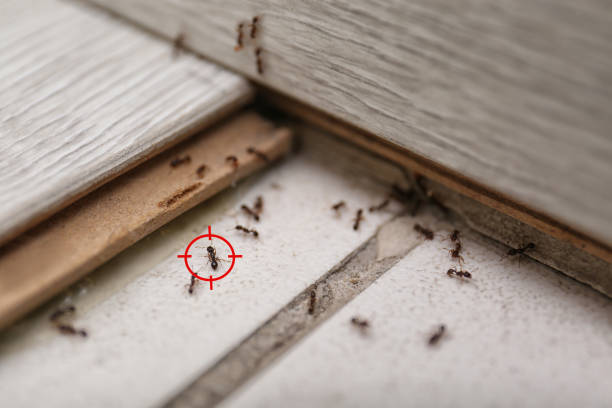 Flea Control Services in Southmont, NC