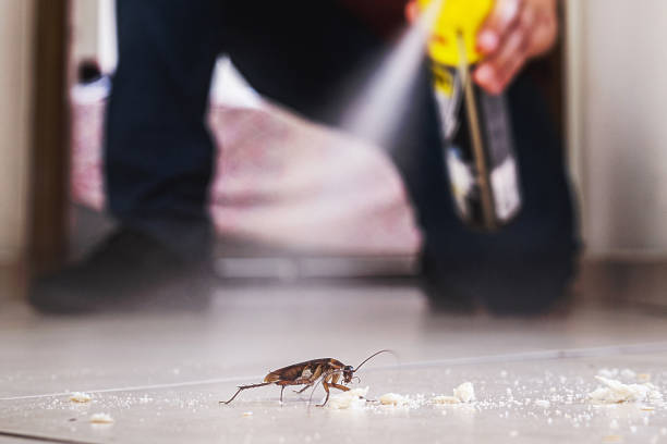 Best Flea Control Services  in Southmont, NC