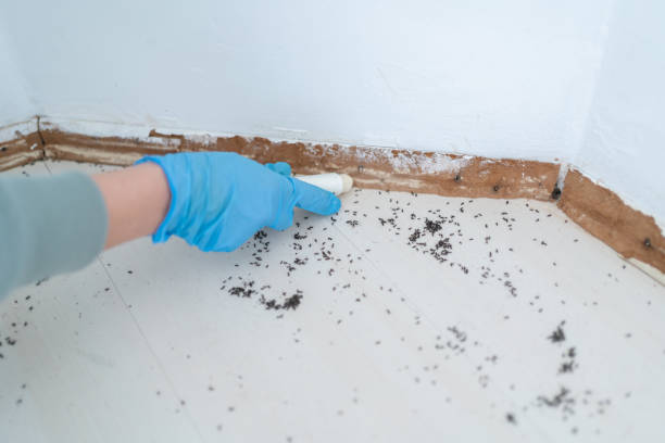Best Local Pest Control Services  in Southmont, NC
